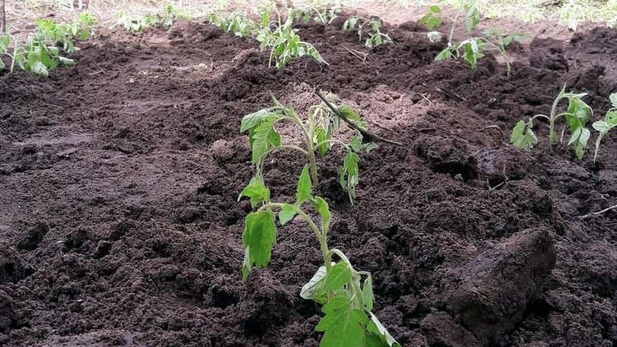 Mudas em área de plantio