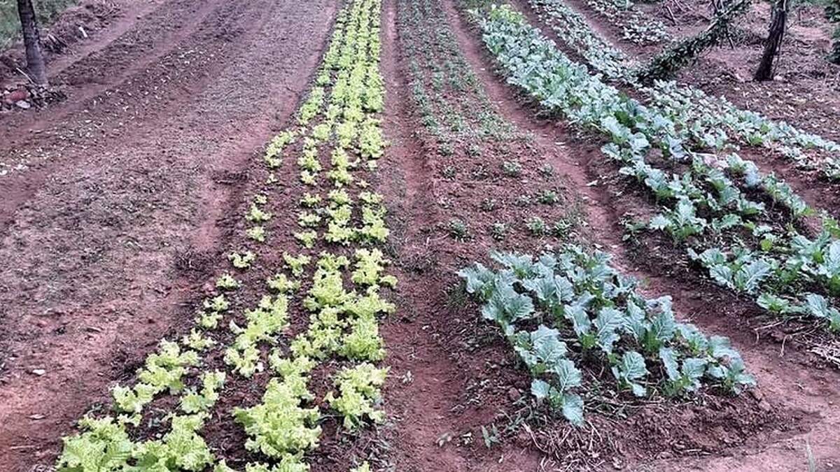 Linhas de cultivo na horta